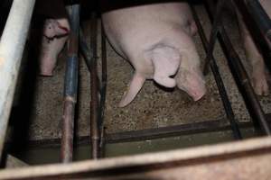 Sow stalls - Australian pig farming - Captured at Finniss Park Piggery, Mannum SA Australia.