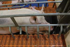 Farrowing crates at Grong Grong Piggery NSW - Australian pig farming - Captured at Grong Grong Piggery, Grong Grong NSW Australia.