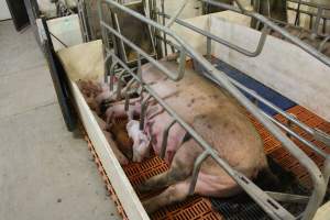 Farrowing crates at Grong Grong Piggery NSW - Australian pig farming - Captured at Grong Grong Piggery, Grong Grong NSW Australia.