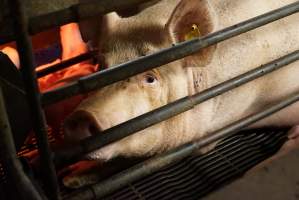 Farrowing crates at Yelmah Piggery SA - Australian pig farming - Captured at Yelmah Piggery, Magdala SA Australia.