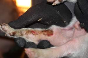 Piglet with leg wound - Australian pig farming - Captured at Bungowannah Piggery, Bungowannah NSW Australia.