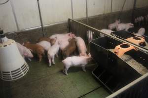 Weaner piglets - Australian pig farming - Captured at Yelmah Piggery, Magdala SA Australia.