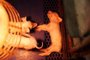 Farrowing crates at Yelmah Piggery SA - Australian pig farming - Captured at Yelmah Piggery, Magdala SA Australia.