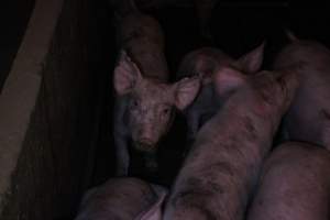 Grower pigs at Willawa Piggery NSW - Australian pig farming - Captured at Willawa Piggery, Grong Grong NSW Australia.