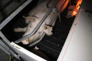 Farrowing crates at Sheaoak Piggery SA - Australian pig farming - Captured at Sheaoak Piggery, Shea-Oak Log SA Australia.