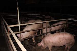 Group housing - Australian pig farming - Captured at Finniss Park Piggery, Mannum SA Australia.