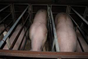 Sow stalls - Australian pig farming - Captured at Finniss Park Piggery, Mannum SA Australia.