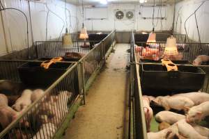 Weaner piglets - Australian pig farming - Captured at Yelmah Piggery, Magdala SA Australia.