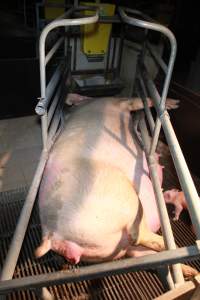 Sow way too big for farrowing crate cage - Australian pig farming - Captured at Girgarre Piggery, Kyabram VIC Australia.