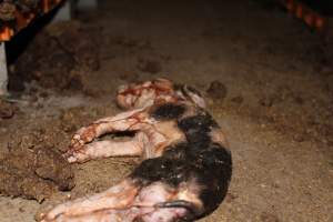 Farrowing crates at Wasleys Piggery SA - Australian pig farming - Captured at Wasleys Piggery, Pinkerton Plains SA Australia.