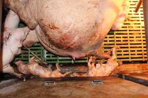 Stillborn piglets - Australian pig farming - Captured at Bungowannah Piggery, Bungowannah NSW Australia.