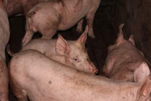 Grower pigs at Willawa Piggery NSW - Australian pig farming - Captured at Willawa Piggery, Grong Grong NSW Australia.