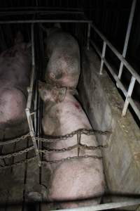 Two sows in the one sow stall - Australian pig farming - Captured at Sheaoak Piggery, Shea-Oak Log SA Australia.