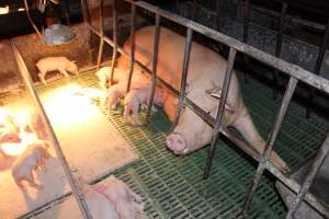 Farrowing crates at Bungowannah Piggery NSW - Australian pig farming - Captured at Bungowannah Piggery, Bungowannah NSW Australia.