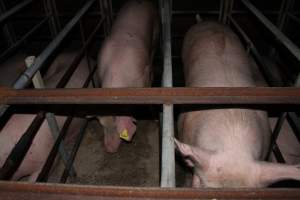 Sow stalls - Australian pig farming - Captured at Finniss Park Piggery, Mannum SA Australia.