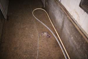 Dead rat in hallway - Australian pig farming - Captured at Yelmah Piggery, Magdala SA Australia.