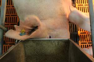 Sow with head under feed tray - Australian pig farming - Captured at Grong Grong Piggery, Grong Grong NSW Australia.