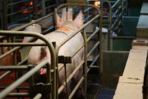 Farrowing crates at Yelmah Piggery SA - Australian pig farming - Captured at Yelmah Piggery, Magdala SA Australia.