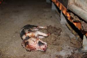 Farrowing crates at Wasleys Piggery SA - Australian pig farming - Captured at Wasleys Piggery, Pinkerton Plains SA Australia.