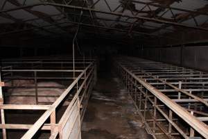 Empty sow stalls - Australian pig farming - Captured at Finniss Park Piggery, Mannum SA Australia.