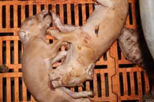 Farrowing crates at Wasleys Piggery SA - Australian pig farming - Captured at Wasleys Piggery, Pinkerton Plains SA Australia.