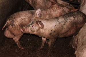 Grower pigs living in excrement - Australian pig farming - Captured at Willawa Piggery, Grong Grong NSW Australia.