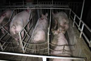 Two sows in the one sow stall - Australian pig farming - Captured at Sheaoak Piggery, Shea-Oak Log SA Australia.