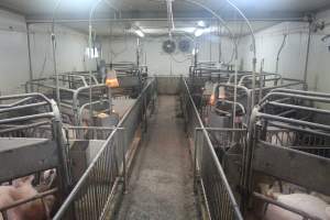 Farrowing crates at Yelmah Piggery SA - Australian pig farming - Captured at Yelmah Piggery, Magdala SA Australia.