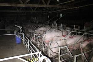 Sow stalls at Sheaoak Piggery SA - Australian pig farming - Captured at Sheaoak Piggery, Shea-Oak Log SA Australia.