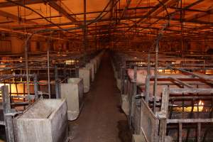 Looking down aisle of farrowing shed - Australian pig farming - Captured at Bungowannah Piggery, Bungowannah NSW Australia.