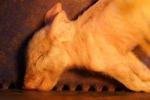 Farrowing crates at Yelmah Piggery SA - Australian pig farming - Captured at Yelmah Piggery, Magdala SA Australia.