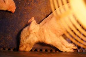 Farrowing crates at Yelmah Piggery SA - Australian pig farming - Captured at Yelmah Piggery, Magdala SA Australia.