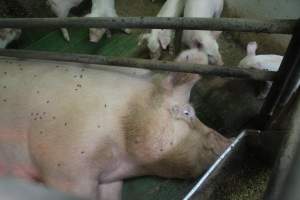 Farrowing crates at Yelmah Piggery SA - Australian pig farming - Captured at Yelmah Piggery, Magdala SA Australia.