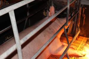 Farrowing crates at Wasleys Piggery SA - Australian pig farming - Captured at Wasleys Piggery, Pinkerton Plains SA Australia.