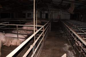 Group housing - Australian pig farming - Captured at Finniss Park Piggery, Mannum SA Australia.