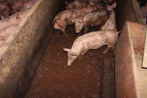 Grower pigs living in excrement - Australian pig farming - Captured at Willawa Piggery, Grong Grong NSW Australia.