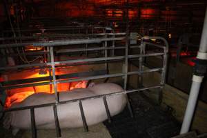 Farrowing crates at Finniss Park Piggery SA - Australian pig farming - Captured at Finniss Park Piggery, Mannum SA Australia.