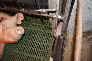 Piglet stuck - Australian pig farming - Captured at Bungowannah Piggery, Bungowannah NSW Australia.