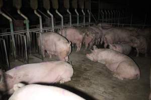 Group sow housing at Sheaoak Piggery SA - Australian pig farming - Captured at Sheaoak Piggery, Shea-Oak Log SA Australia.