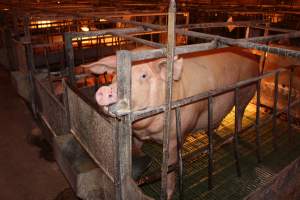 Farrowing crates at Bungowannah Piggery NSW - Australian pig farming - Captured at Bungowannah Piggery, Bungowannah NSW Australia.