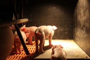 Farrowing crates at Wasleys Piggery SA - Australian pig farming - Captured at Wasleys Piggery, Pinkerton Plains SA Australia.