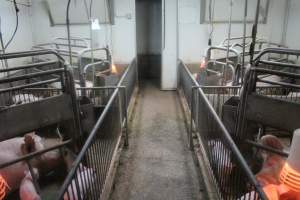 Farrowing crates at Yelmah Piggery SA - Australian pig farming - Captured at Yelmah Piggery, Magdala SA Australia.