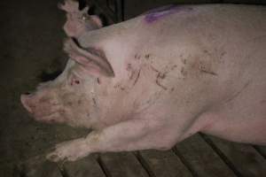 Group sow housing at Sheaoak Piggery SA - Australian pig farming - Captured at Sheaoak Piggery, Shea-Oak Log SA Australia.