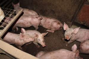 Grower pigs living in excrement - Australian pig farming - Captured at Willawa Piggery, Grong Grong NSW Australia.