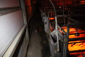 Piglet loose in aisle - Australian pig farming - Captured at Finniss Park Piggery, Mannum SA Australia.