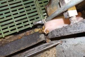 Piglet stuck - Australian pig farming - Captured at Bungowannah Piggery, Bungowannah NSW Australia.