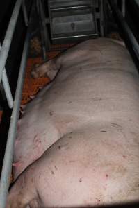 Farrowing crates at Wasleys Piggery SA - Australian pig farming - Captured at Wasleys Piggery, Pinkerton Plains SA Australia.