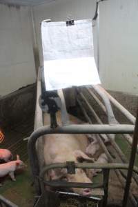 Farrowing record - Australian pig farming - Captured at Yelmah Piggery, Magdala SA Australia.