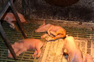 Farrowing crates at Bungowannah Piggery NSW - Australian pig farming - Captured at Bungowannah Piggery, Bungowannah NSW Australia.