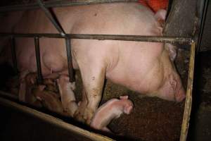 Farrowing crates at Finniss Park Piggery SA - Australian pig farming - Captured at Finniss Park Piggery, Mannum SA Australia.